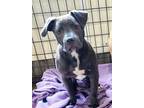 Adopt Marble a Gray/Silver/Salt & Pepper - with White Pit Bull Terrier /