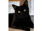 Adopt Vida a Black (Mostly) Domestic Shorthair (short coat) cat in Manchester