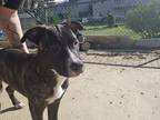 Adopt Peaches a Brindle - with White American Staffordshire Terrier / German