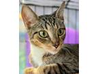 Adopt Tammy (Mall of NH) a Brown Tabby Domestic Shorthair (short coat) cat in