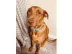 Adopt Athena a Red/Golden/Orange/Chestnut Mutt / Mixed dog in Cabot