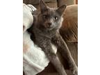 Adopt Squirt a Gray or Blue Russian Blue / Mixed (medium coat) cat in Manvel
