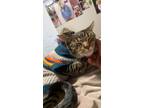 Adopt Lover a Tiger Striped Domestic Mediumhair / Mixed (medium coat) cat in