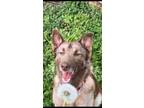 Adopt Hershey a Brown/Chocolate - with White German Shepherd Dog / Husky / Mixed