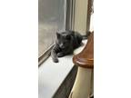 Adopt Gretchen a Gray or Blue Domestic Mediumhair / Mixed (medium coat) cat in