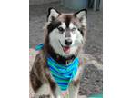 Adopt CECILE a Brown/Chocolate - with White Husky / Alaskan Malamute / Mixed dog