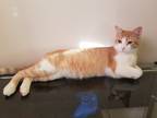 Adopt Artemis a Orange or Red (Mostly) American Shorthair / Mixed (short coat)