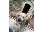 Adopt Elizabeth a Brindle - with White American Pit Bull Terrier / Mixed dog in