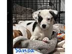 Adopt Sansa Henson a White - with Black Australian Shepherd / Mixed Breed