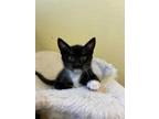 Adopt Fernley a Black & White or Tuxedo Domestic Shorthair (short coat) cat in
