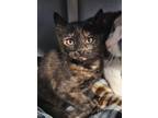 Adopt Ava a Domestic Shorthair / Mixed (short coat) cat in McIntosh