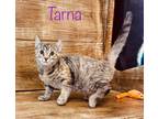 Adopt Tarna a Domestic Shorthair / Mixed (short coat) cat in Nashville