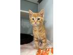 Adopt Carrot a Domestic Shorthair / Mixed (short coat) cat in Carthage