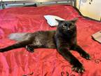 Adopt Blade and Snipe a Black (Mostly) American Shorthair / Mixed (medium coat)