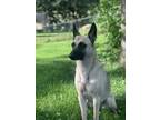 Adopt Maya a Tan/Yellow/Fawn Belgian Malinois / Mixed dog in Ralston