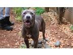 Adopt LOVE a Gray/Silver/Salt & Pepper - with White American Pit Bull Terrier /