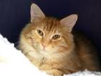 Adopt ORBEE a Domestic Mediumhair / Mixed (medium coat) cat in Denver