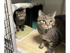 Adopt Oscar & Cole a Tiger Striped Domestic Shorthair (short coat) cat in