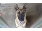 Adopt NICO a German Shepherd Dog / Mixed dog in Tustin, CA (41506756)