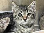 Adopt BOBBY a Brown or Chocolate Domestic Mediumhair / Mixed (medium coat) cat