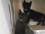 Adopt OLIVE a All Black Domestic Mediumhair / Mixed (medium coat) cat in Tustin
