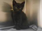 Adopt OPHELIA a All Black Domestic Mediumhair / Mixed (medium coat) cat in