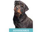 Adopt Miranda a Black Rottweiler / Mixed Breed (Medium) / Mixed (short coat) dog