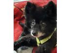Adopt Licorice a Black - with Gray or Silver Pomeranian / Mixed dog in O'Fallon