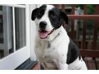 Adopt Mackenzie ("Mack") a Black - with White Labrador Retriever / Mixed dog in