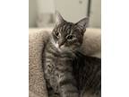 Adopt Winston a Tiger Striped Tabby / Mixed (short coat) cat in Roseville