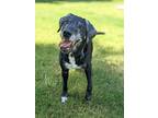 Adopt Onyx a Black Labrador Retriever dog in Berkeley Heights, NJ (41522354)