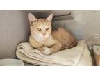 Adopt *Lima* a Domestic Shorthair / Mixed cat in Salt Lake City, UT (41523832)