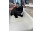 Adopt *Felix* a Domestic Shorthair / Mixed cat in Salt Lake City, UT (41511986)