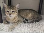 Adopt *Ash* a Domestic Shorthair / Mixed cat in Salt Lake City, UT (41523829)