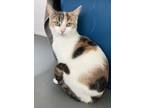 Adopt Triscuit a Domestic Shorthair / Mixed cat in Greater Napanee