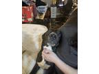 Adopt Sirius a Black - with White German Shepherd Dog / American Staffordshire