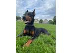 Adopt Milo a Black - with Tan, Yellow or Fawn Doberman Pinscher / Mixed dog in