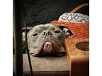 Adopt Bubbles a Gray/Blue/Silver/Salt & Pepper American Pit Bull Terrier / Mixed