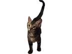 Adopt Dash a Brown Tabby Domestic Shorthair (short coat) cat in Ocean Springs