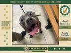 Adopt Ru Paul a Mixed Breed (Medium) / Mixed dog in Melbourne, FL (41523802)