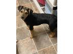 Adopt BELLA a Black - with Tan, Yellow or Fawn Beagle / Terrier (Unknown Type