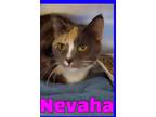 Adopt Nevaha a Calico or Dilute Calico Domestic Shorthair (short coat) cat in