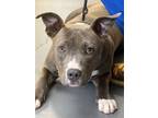Adopt 24-05-1575 Rose a Pit Bull Terrier / Mixed dog in Dallas, GA (41523797)