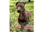 Adopt Junebug a Dachshund / Mixed dog in Oak Ridge, TN (41523826)