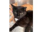 Adopt Lucky a Domestic Shorthair / Mixed cat in Knoxville, TN (41523816)
