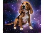 Adopt Opal a Beagle / Mixed dog in Versailles, KY (41510675)