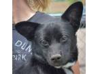 Adopt Doc a Black - with White Corgi / Papillon / Mixed dog in Huntley