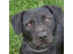 Adopt Louis a Black Standard Schnauzer / Dachshund / Mixed dog in Huntley