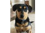 Adopt Cooper a Black - with Tan, Yellow or Fawn Treeing Walker Coonhound / Mixed