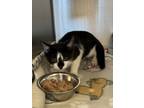 Adopt 18875 a Domestic Shorthair / Mixed cat in Covington, GA (41499443)